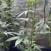 Experiment Sweet Seeds Green Poison
