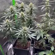Cookies Big Z & Power Plant Run