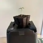 Wurlz F1 Automatic im Micro Grow