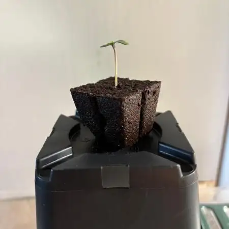 Wurlz F1 Automatic im Micro Grow