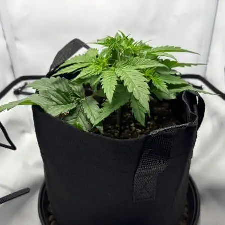Super Boof Auto