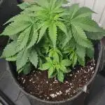 Brookey OG Kush