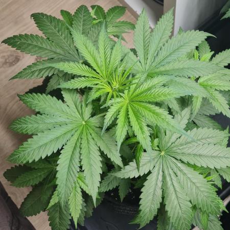 Brookey Panama Red  Landrace
