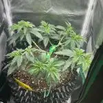 Platinum OG (1 plant in 80x80)