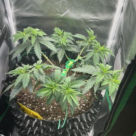 Platinum OG (1 plant in 80x80)