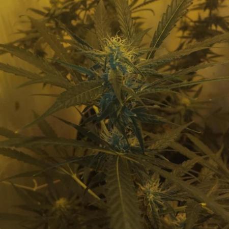 My first Ever Grow