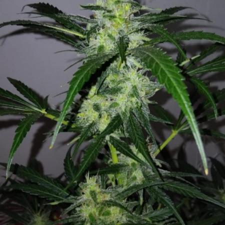 My first Ever Grow