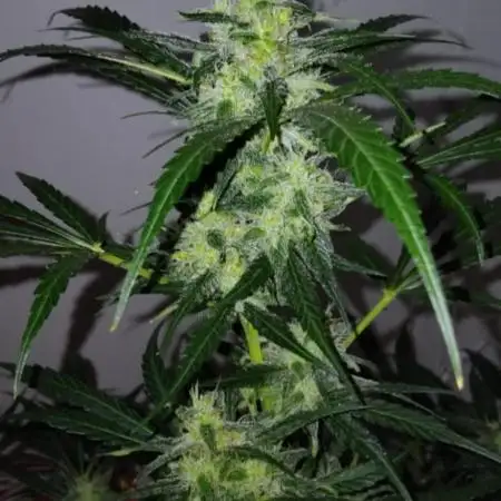 My first Ever Grow