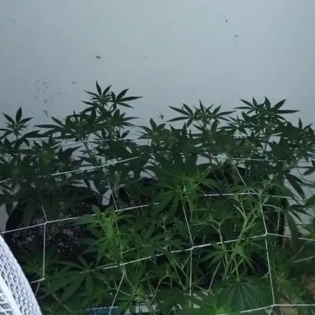 My first Ever Grow