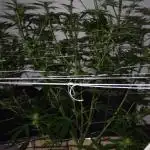 My first Ever Grow