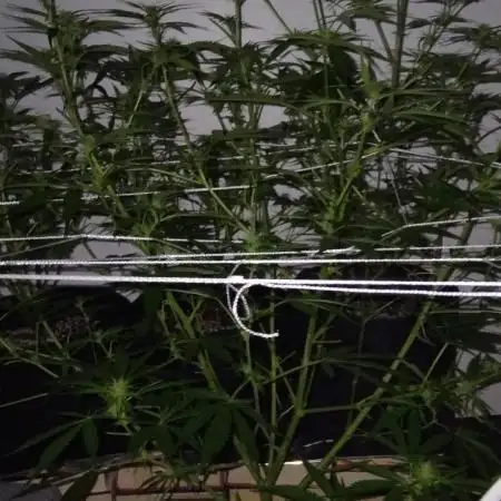 My first Ever Grow