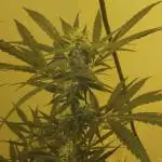 My first Ever Grow
