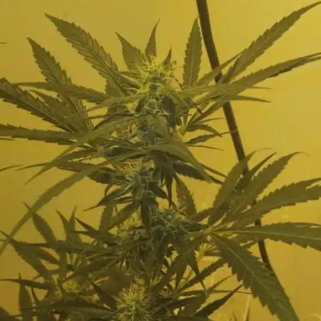 My first Ever Grow