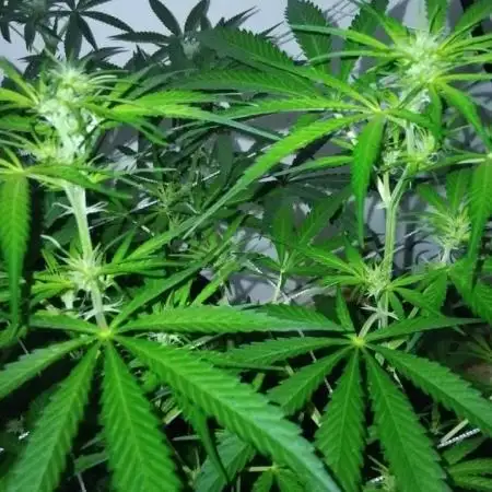 My first Ever Grow
