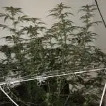 My first Ever Grow