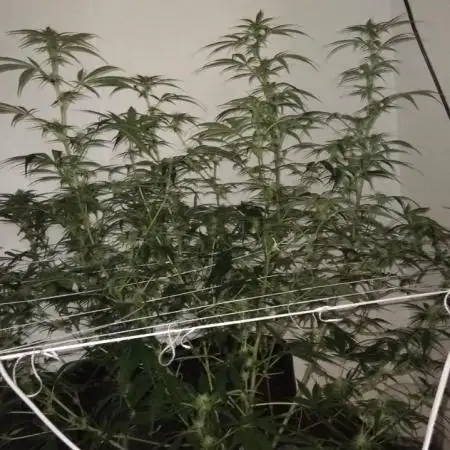 My first Ever Grow
