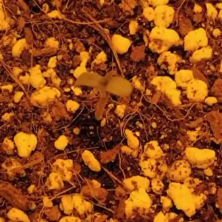 My first Ever Grow
