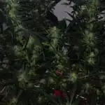 My first Ever Grow