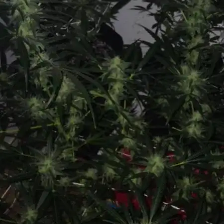 My first Ever Grow