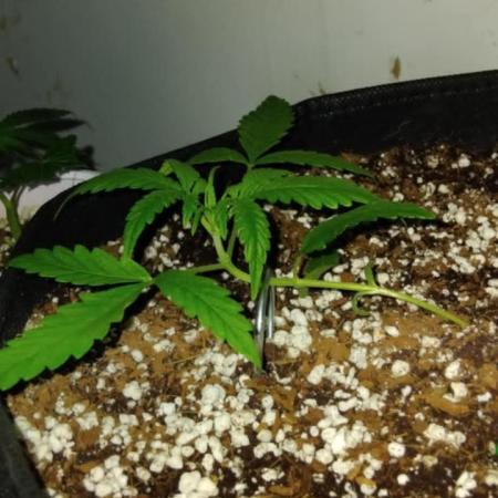 My first Ever Grow