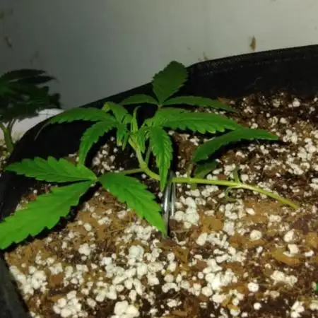My first Ever Grow