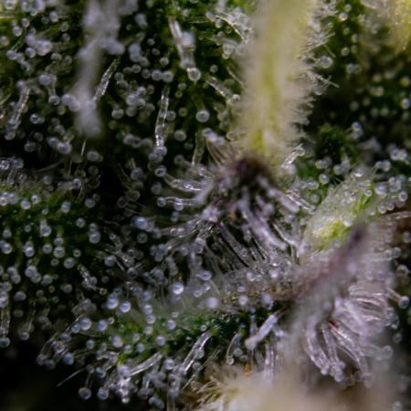 Iced Up Cherries; Square One Genetics