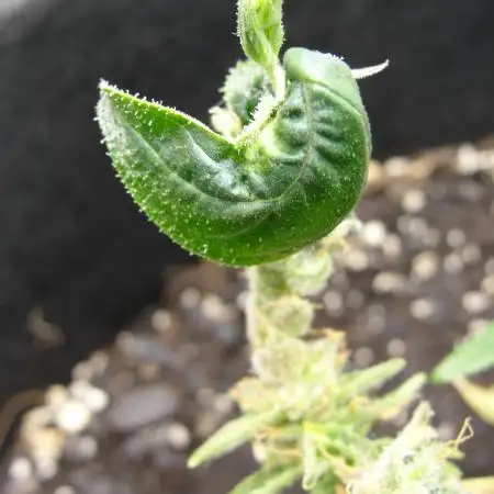 Blue Dream - Plant #4