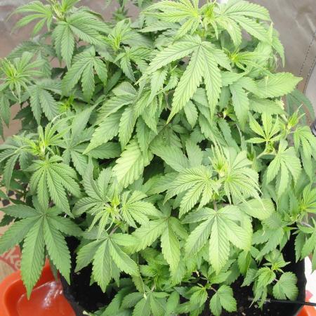 Blue Dream - Plant #4