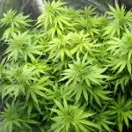 Blue Dream - Plant #4