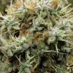 Blue Dream