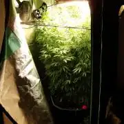 Blue Dream - Plant #4