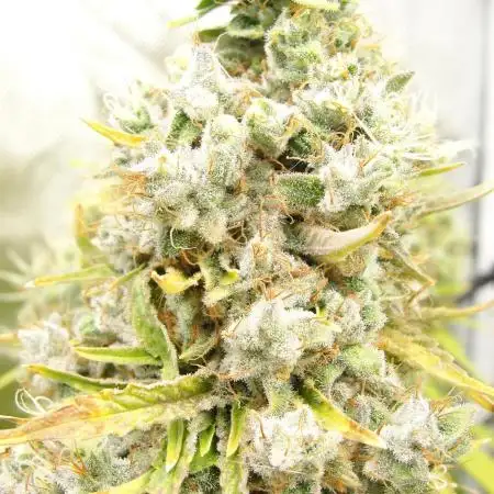 Blue Dream