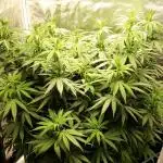 Blue Dream - Plant #4