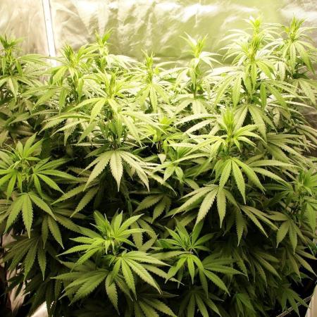 Blue Dream - Plant #4