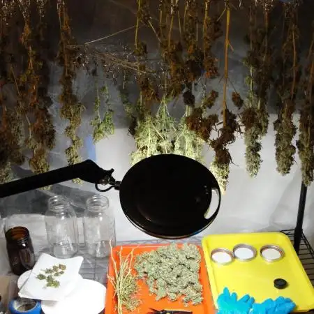 Blue Dream