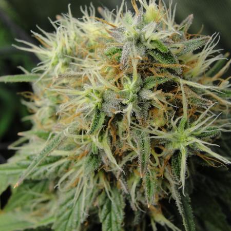 Blue Dream