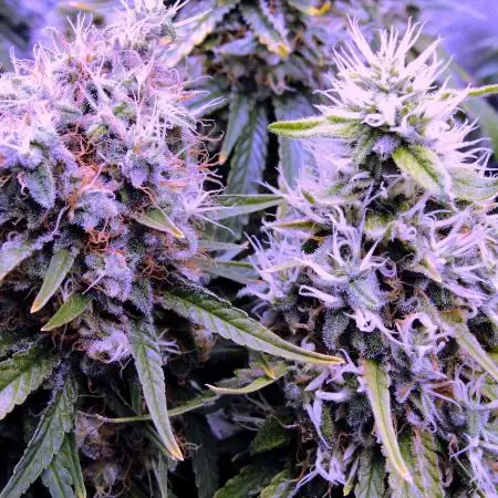 Blue Dream