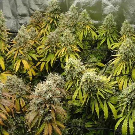 Blue Dream