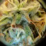 Blue Dream