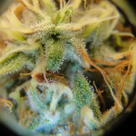 Blue Dream