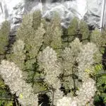 Blue Dream