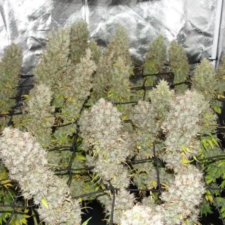Blue Dream