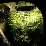 Blue Dream - Plant #4