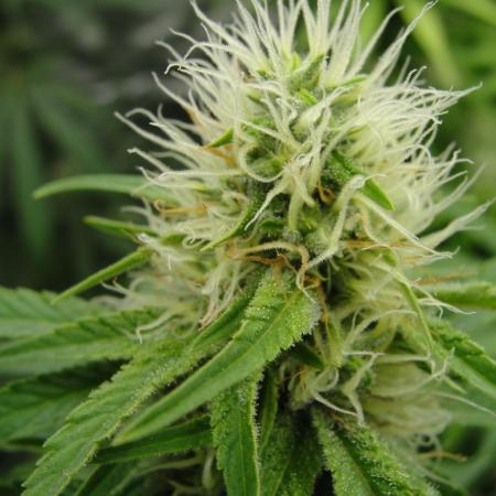 Blue Dream