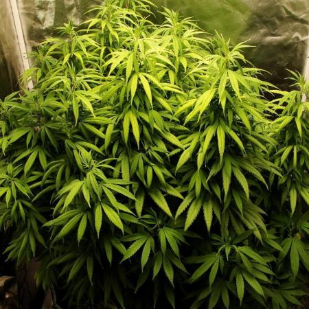 Blue Dream - Plant #4