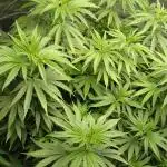 Blue Dream - Plant #4