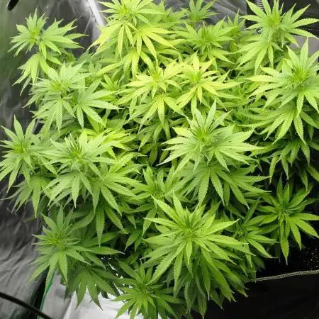 Blue Dream - Plant #4