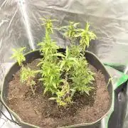 2nd Generation Clones - 6 plants