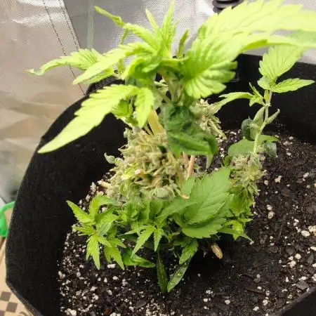 Blue Dream - Plant #4