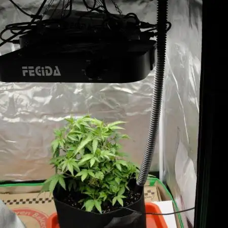 Blue Dream - Plant #4